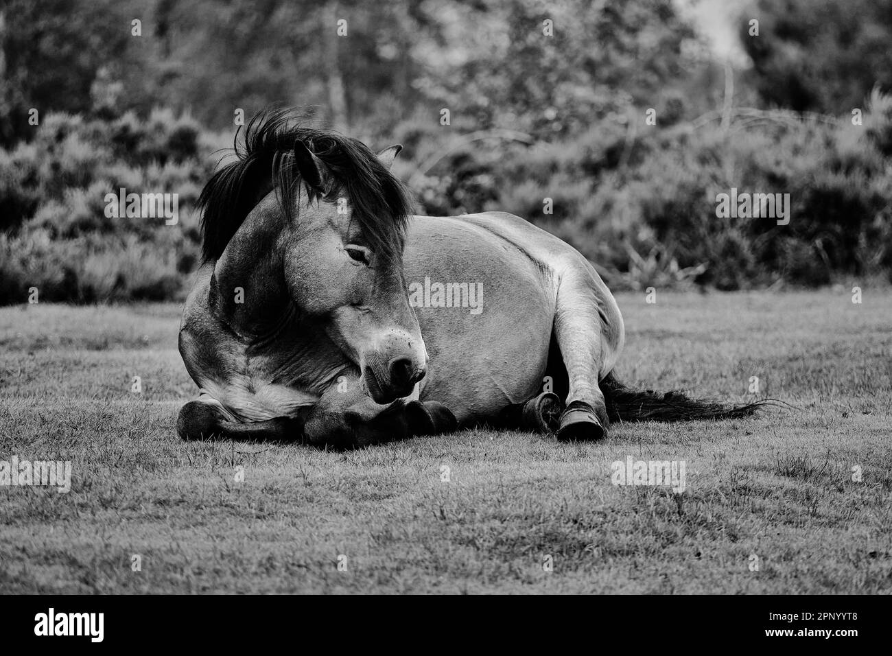 Wild horses at Sutton Park Uk Stock Photo