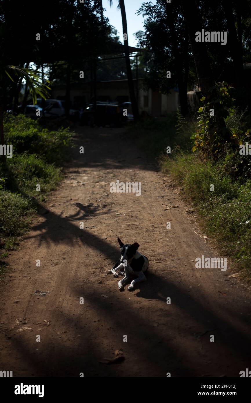 A dog sitting in the middle of a dirt track in a village Stock Photo