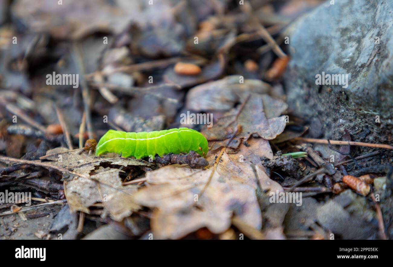 Copper Underwing Month Caterpillar on the ground in the forest Stock Photo