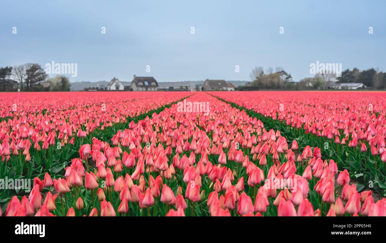 Rows of pink tulips in The Netherlands, During Spring Stock Photo - Alamy