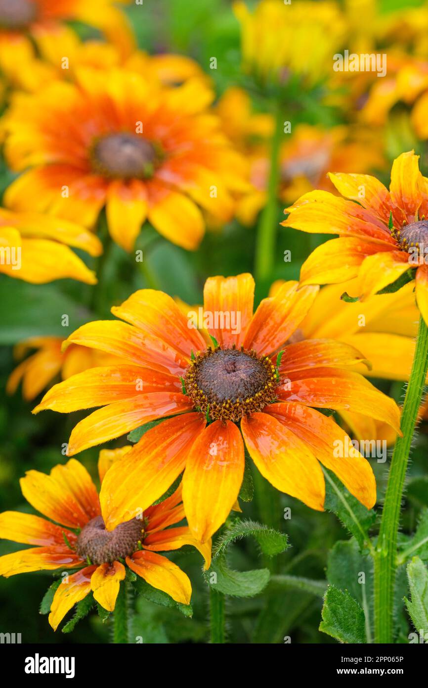 Rudbeckia Summerina Butterscotch Biscuit, Coneflower Summerina Butterscotch Biscuit, yellow-orange petals, darker at the base Stock Photo