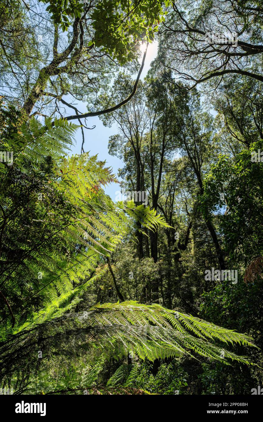 Melba Gully, Great Otway National Park, Victoria, Australia Stock Photo