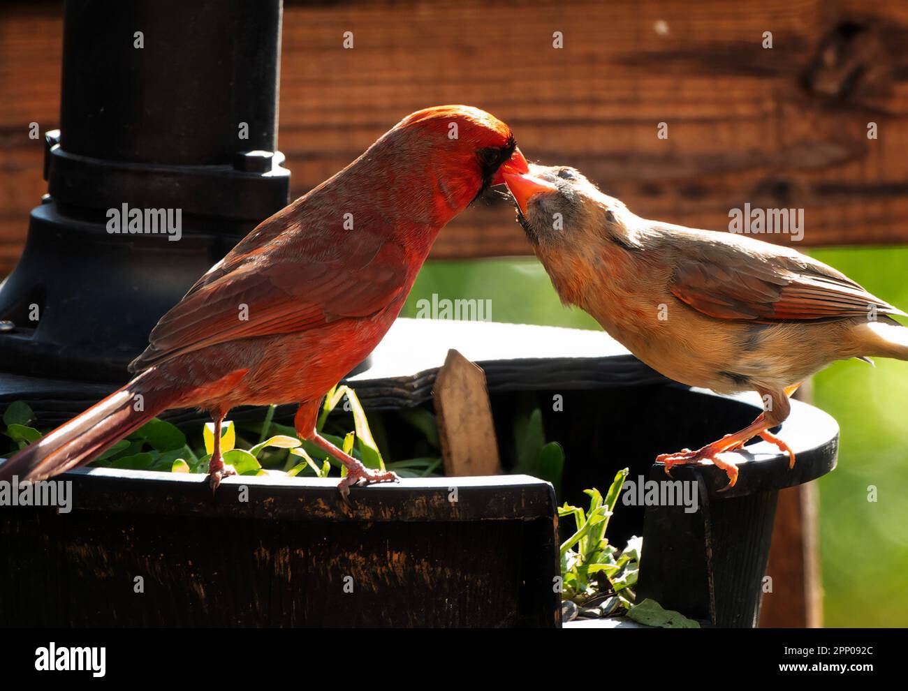Family of cardinal birds hi-res stock photography and images - Alamy