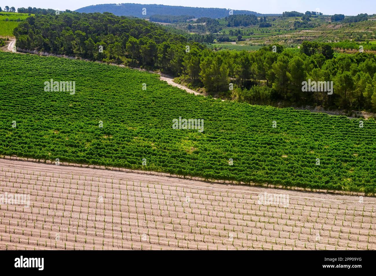 Spanish agriculture field with no people Stock Photo