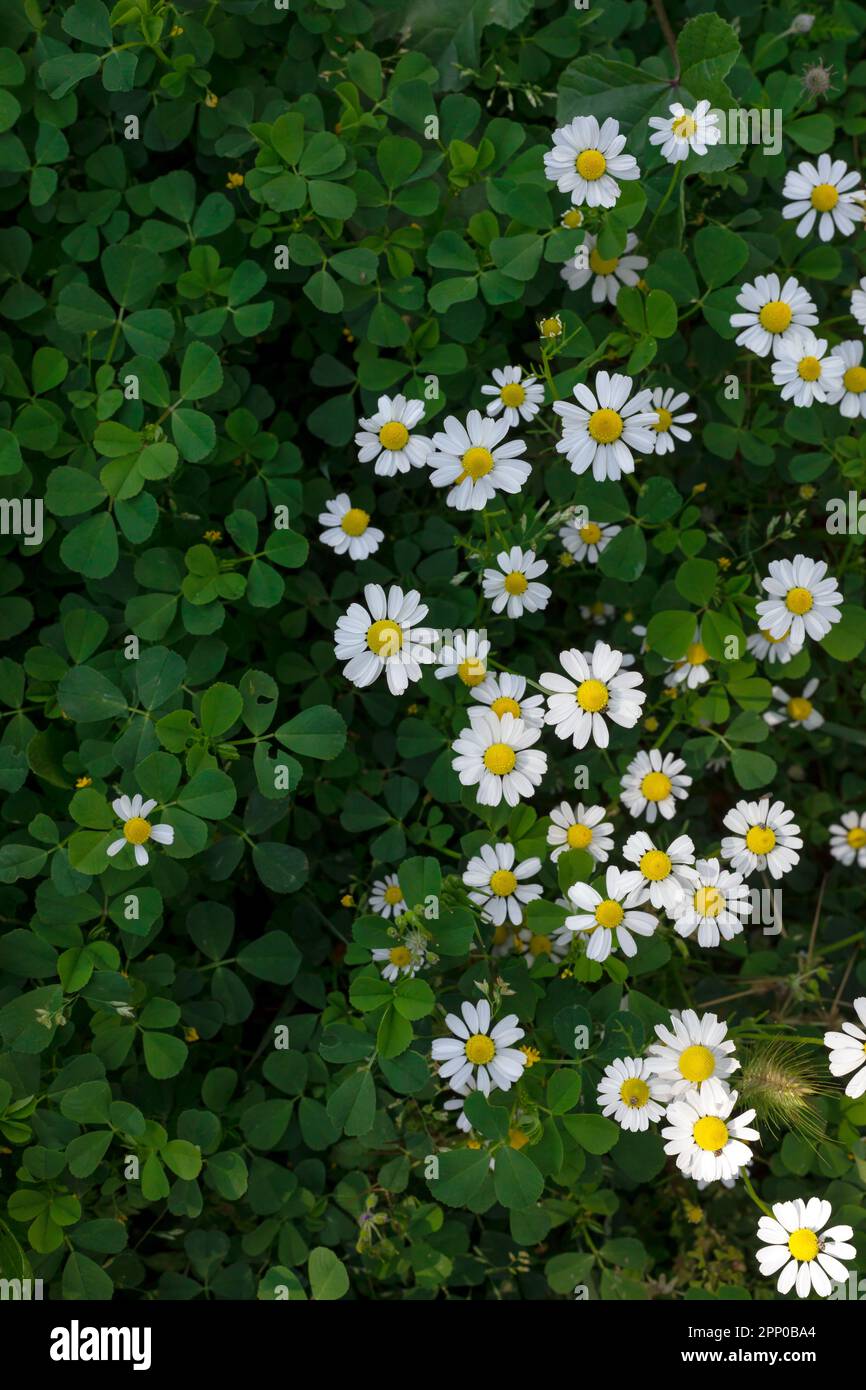 Chamomile (otherwise Matricaria chamomilla, chamomile stripped, Camila, blink, blush, maiden flower) in the meadow. Top view. Stock Photo