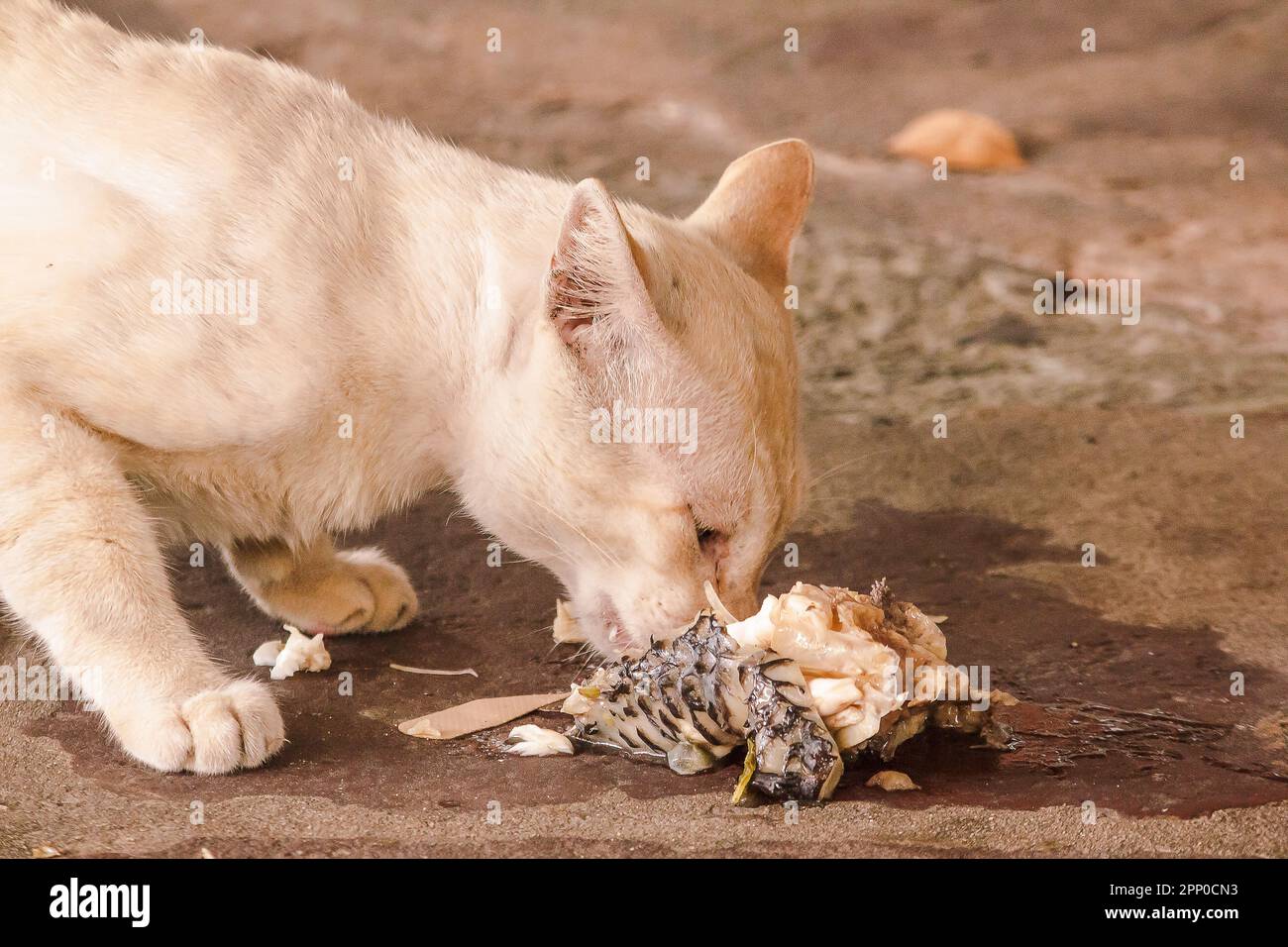Can male cats eat fish online