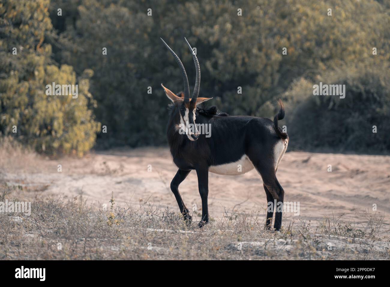 Sable track hi-res stock photography and images - Alamy