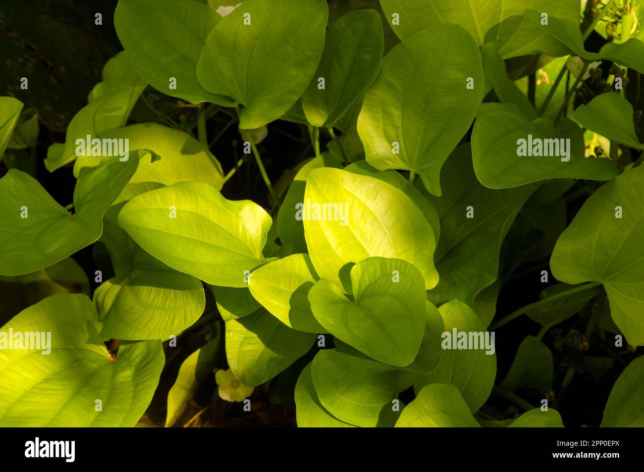 Spade leaf sword, Echinodorus cordifolius green leaves for natural background Stock Photo