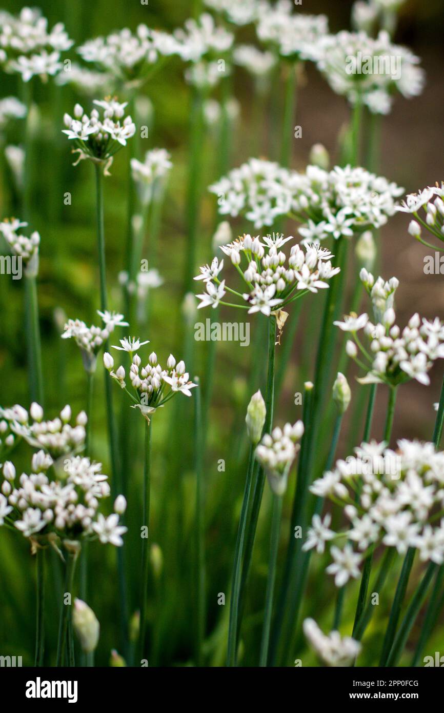 Beautiful little white flowers in the garden Stock Photo