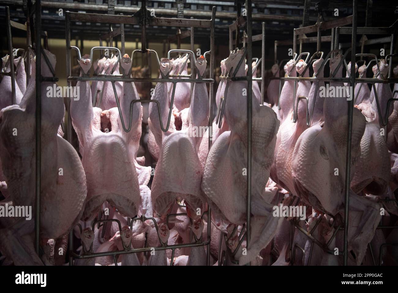 ahlhorn-germany-21st-apr-2023-slaughtered-and-plucked-turkeys-hang