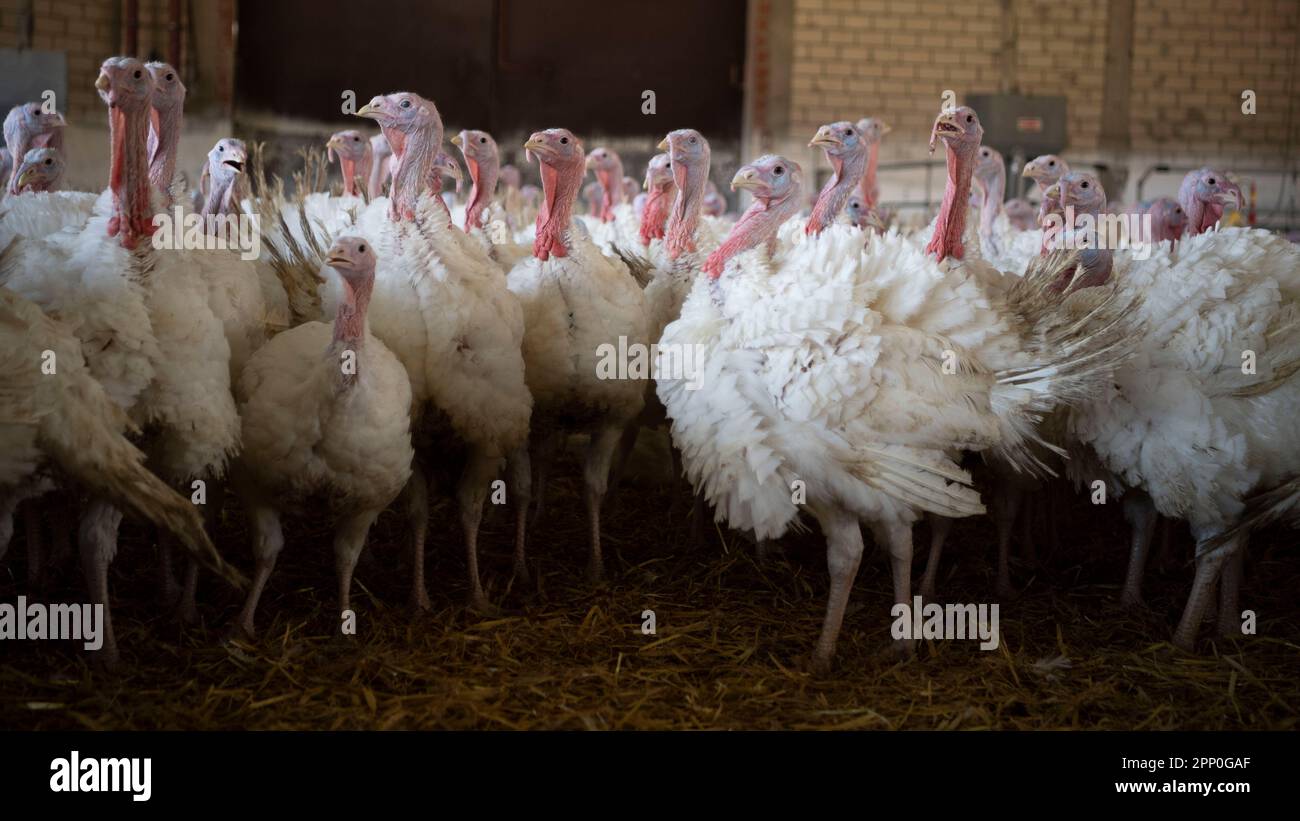 Mast regeln Fotos und Bildmaterial in hoher Auflösung Alamy