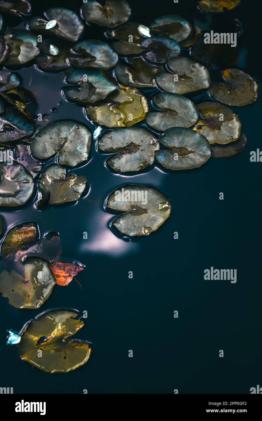 Lily leaves in water Stock Photo - Alamy