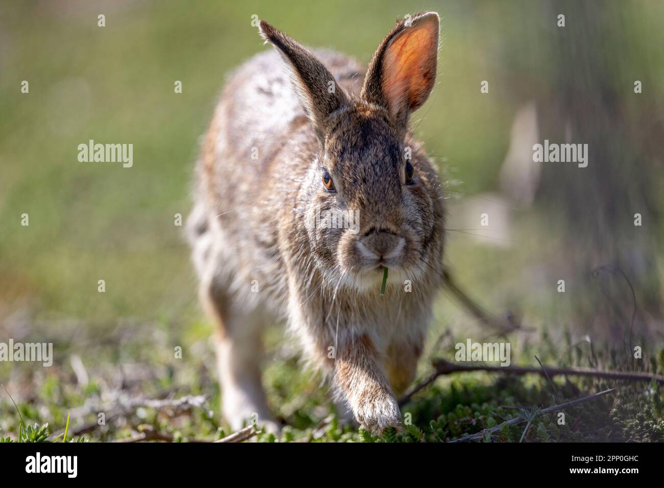 (Ottawa, Canada20 April 2023) Bunny Rabbit at Mud Lake. Photograph