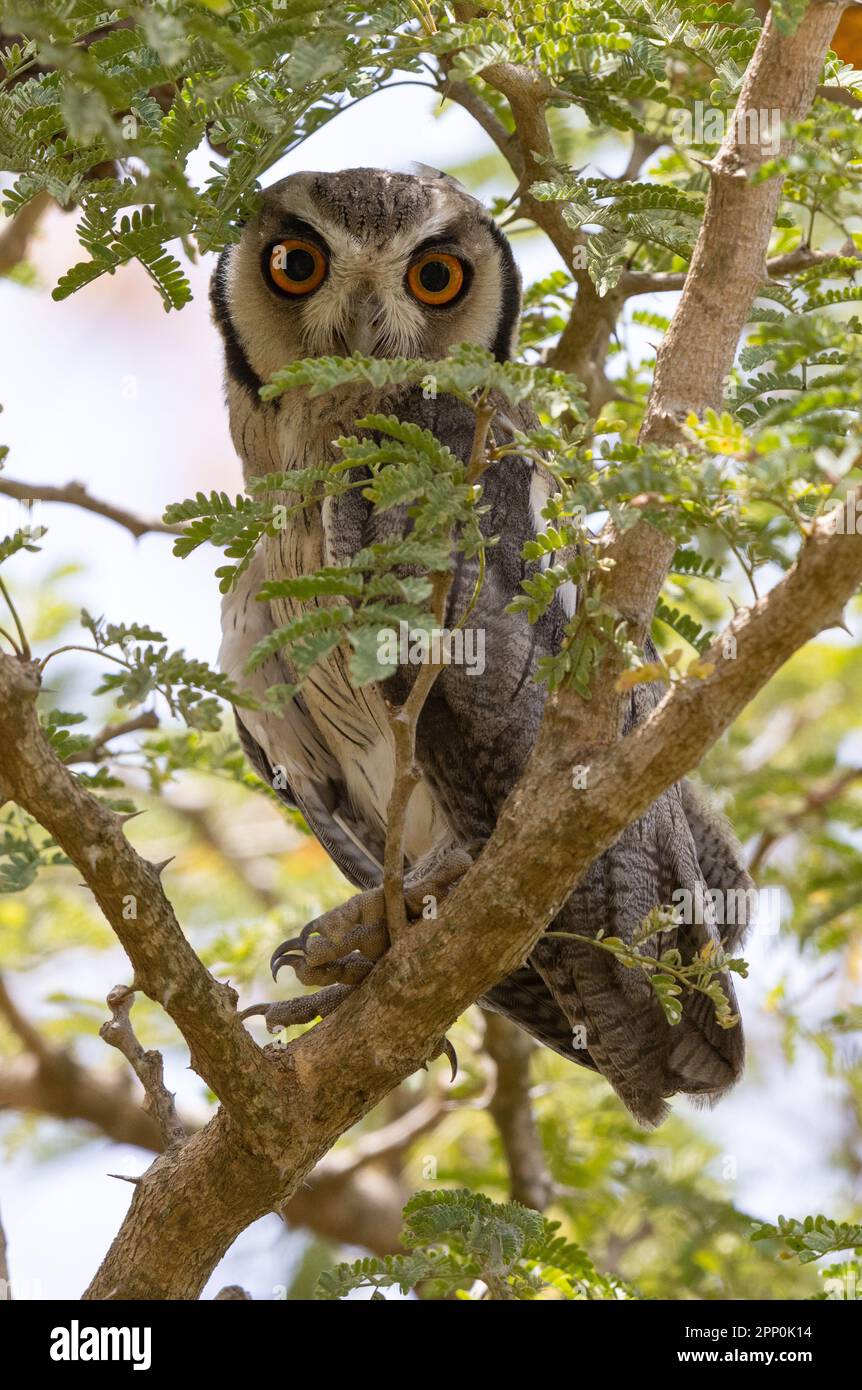 Northern White Faced Owl, The Gambia Stock Photo