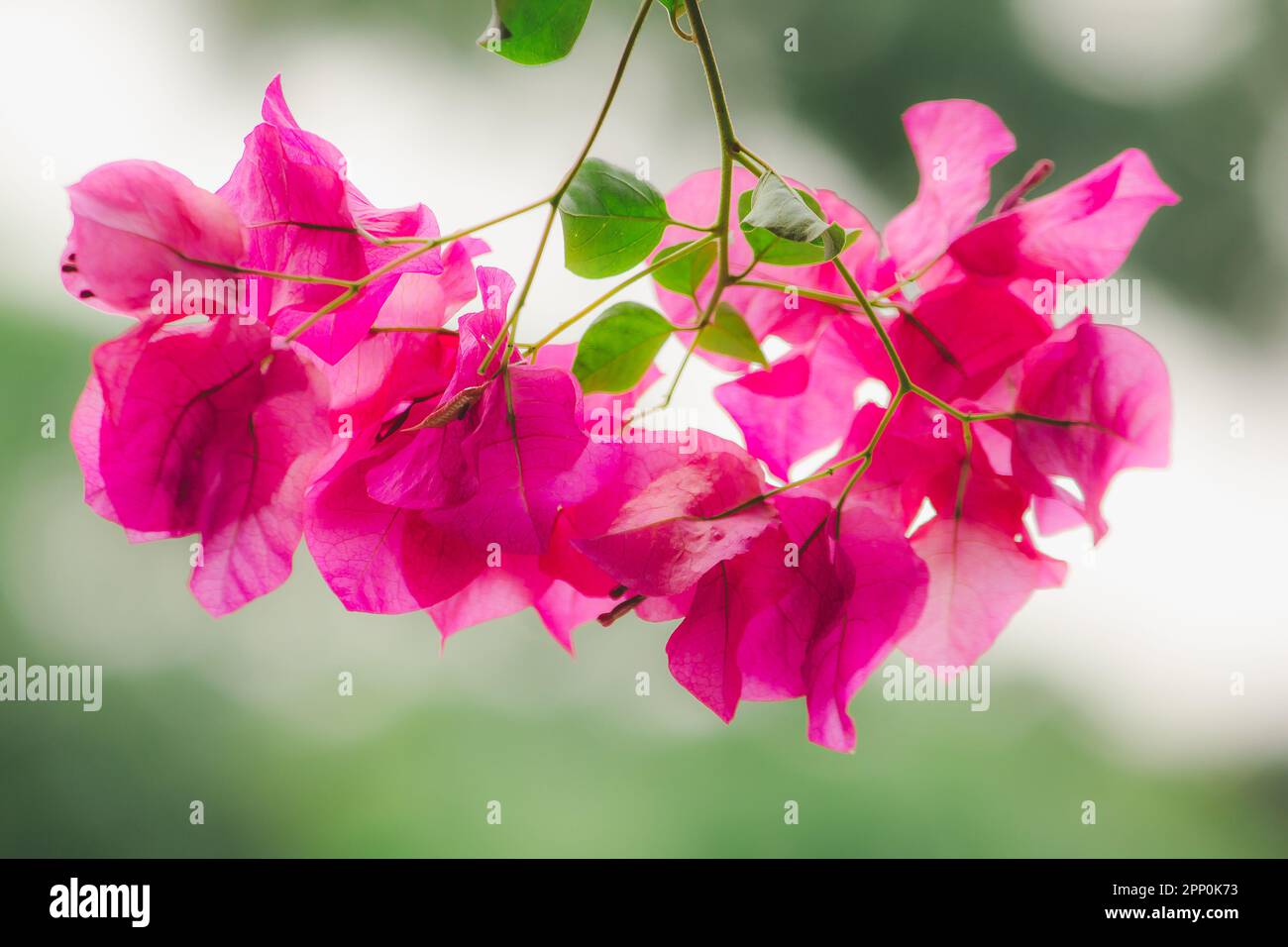 Bougainvillea Classified as a popular ornamental flower According to home or places Because it is a wood that gives many beautiful flowers of color Stock Photo