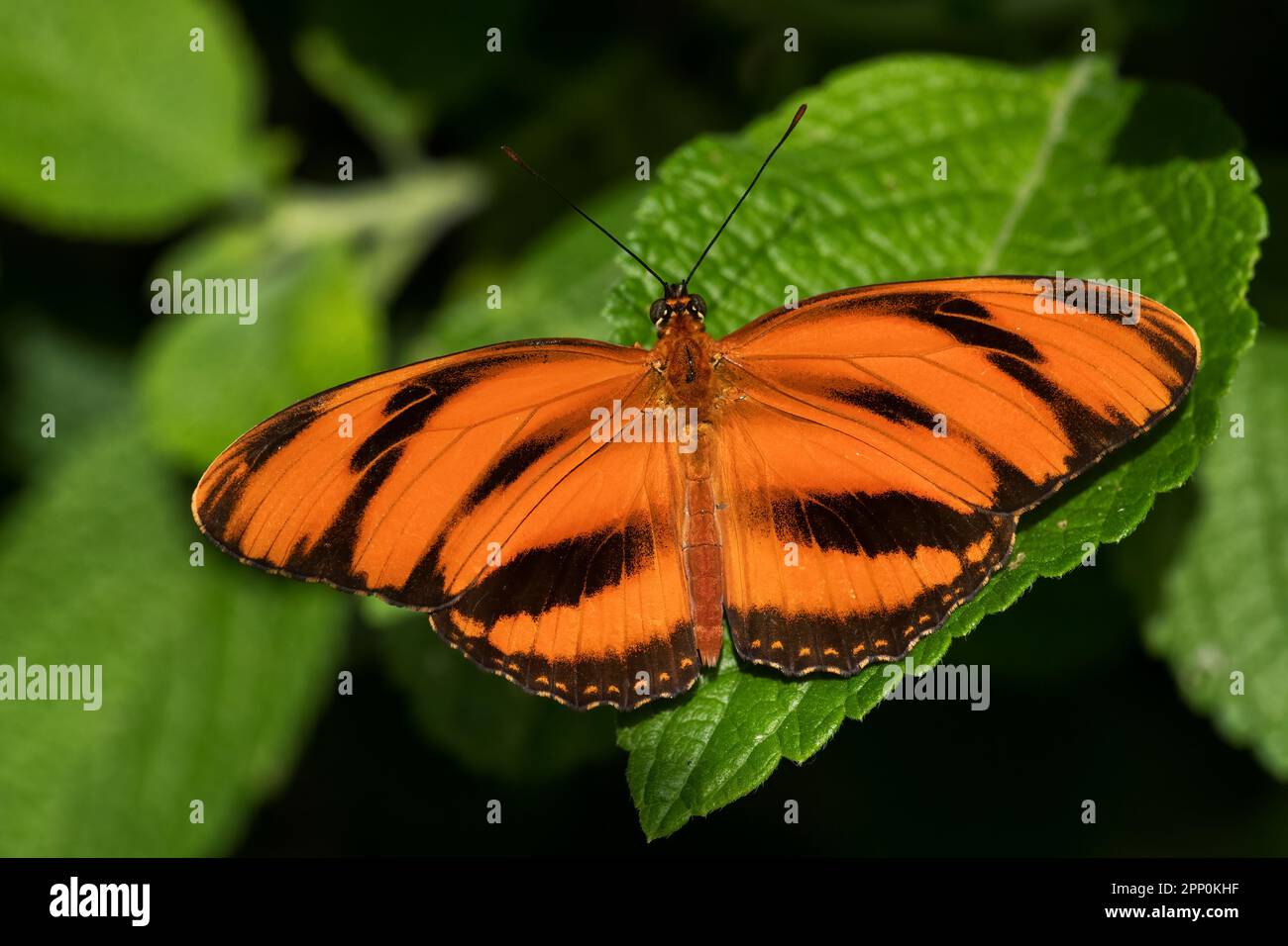 Banded Orange Heliconian - Dryadula phaetusa, beautiful orange tropical butterfly from Central and Latin America woodlands, meadows and gardens, Panam Stock Photo