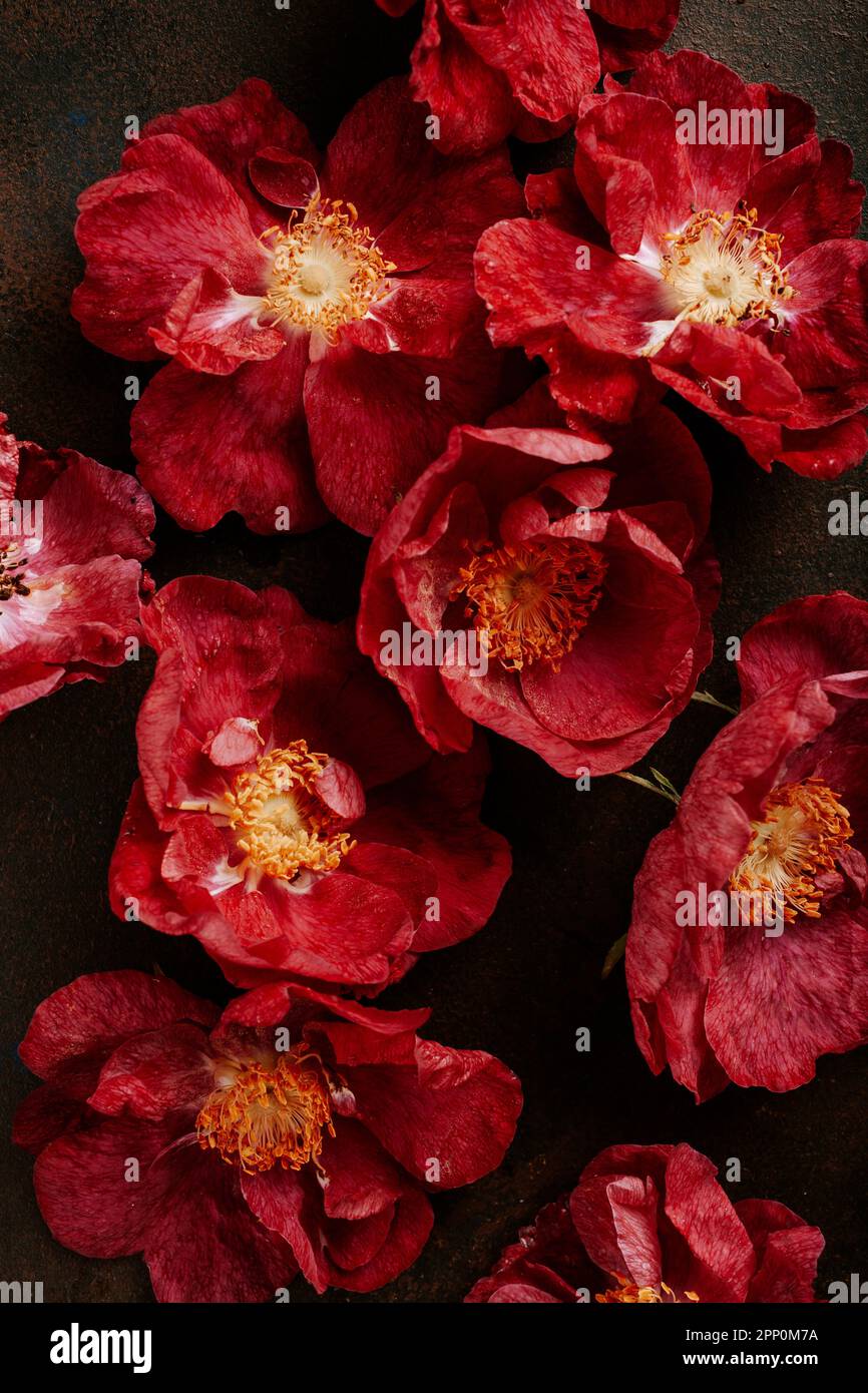 a beautiful pink red dog rose flowers background Stock Photo