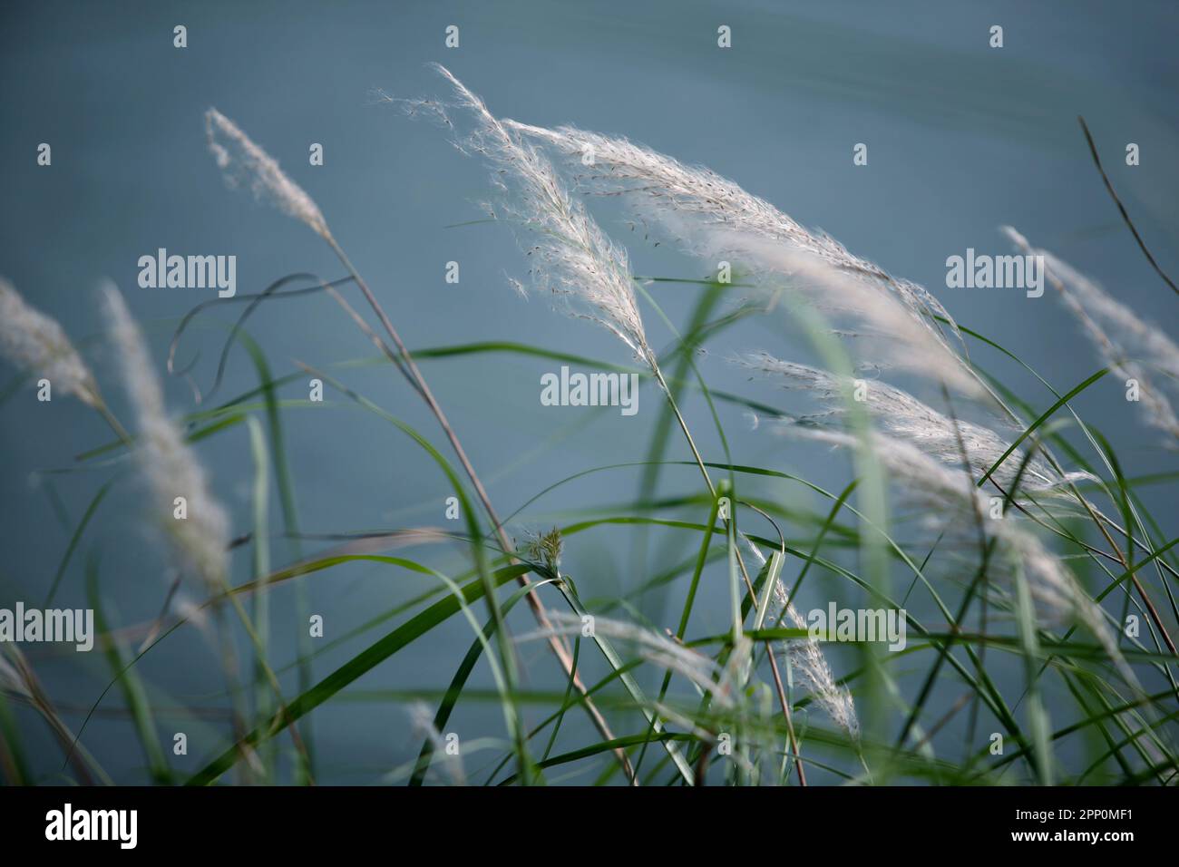 Tall white grass flowers in a village. Stock Photo