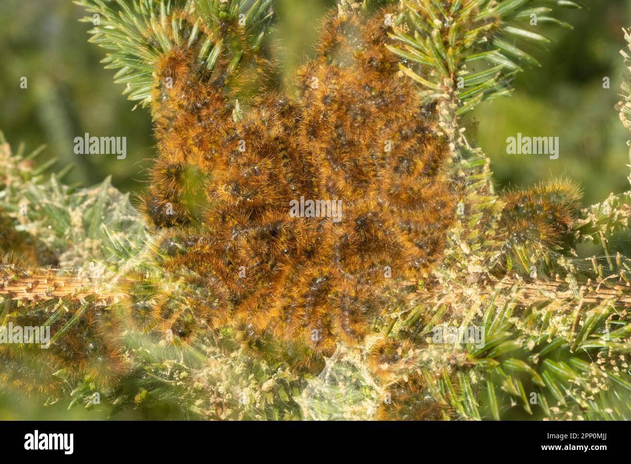 Caterpillars of Silver Spotted Tiger Moth (Lophocampa argentata) on Sitka Spruce tree Stock Photo