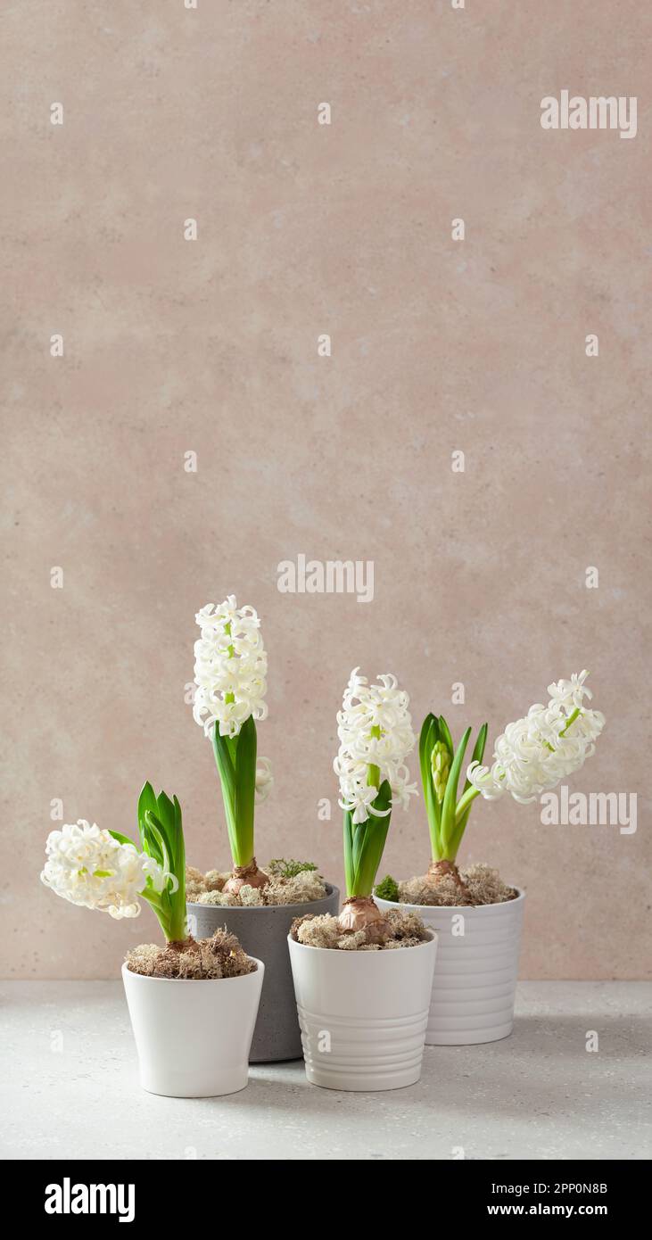 white hyacinth traditional winter christmas or spring flower on beige background Stock Photo