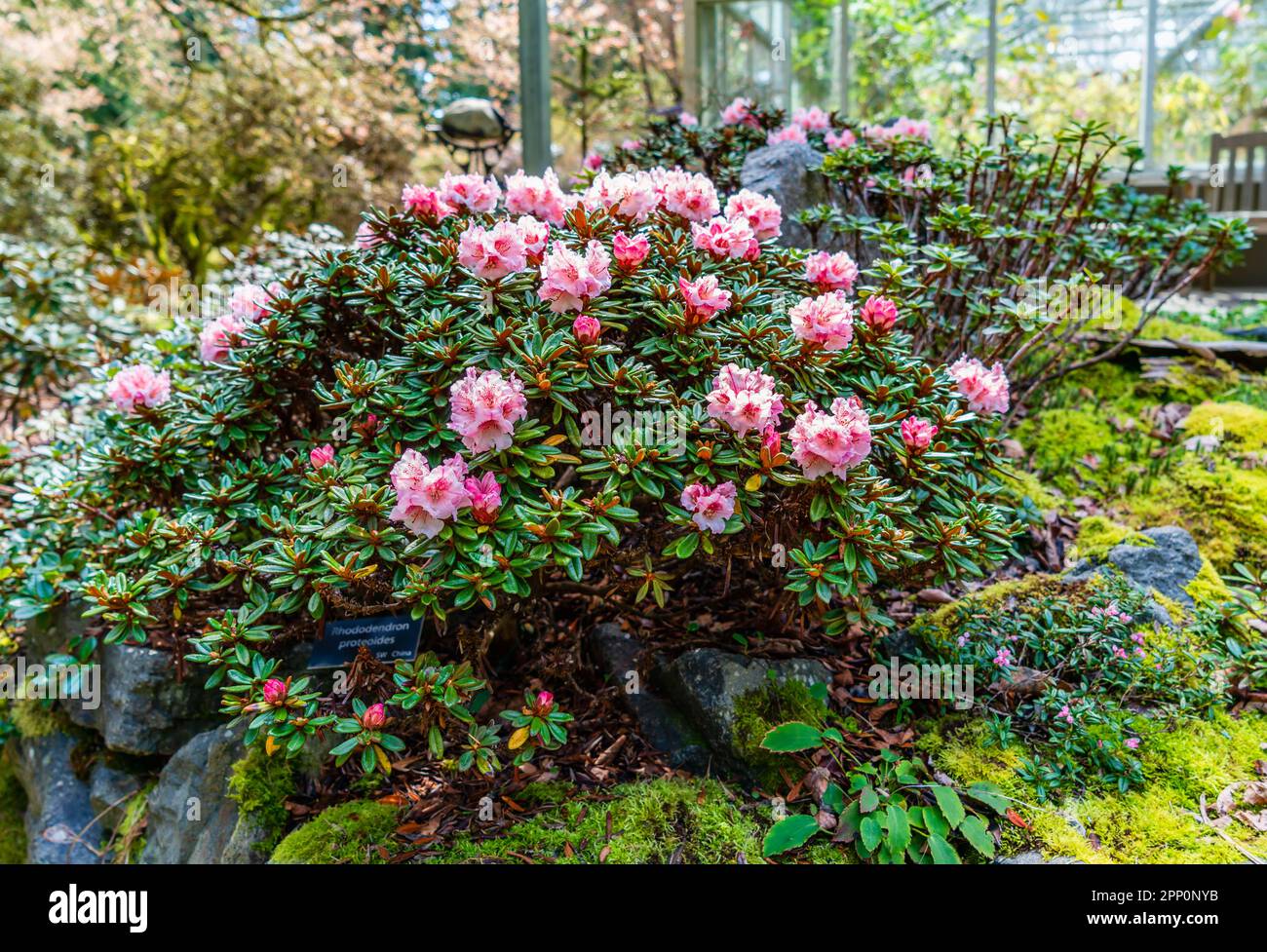 Pink  blooming Rhododendrons in a greenhouse at the Rhododendron Speices Botanical Garden in Federal Way, Washington. Stock Photo