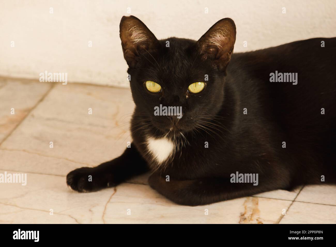 Black cat lying on the ground looking up Stock Photo - Alamy