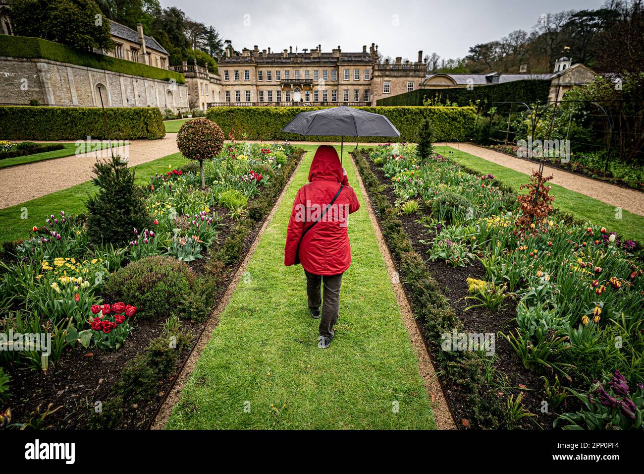A visitor to National Trust, Dyrham Park, South Gloucestershire, walks through flower and shrub arrangements in a rain shower as wet weather continues across parts of the country. Picture date: Friday April 21, 2023. Stock Photo