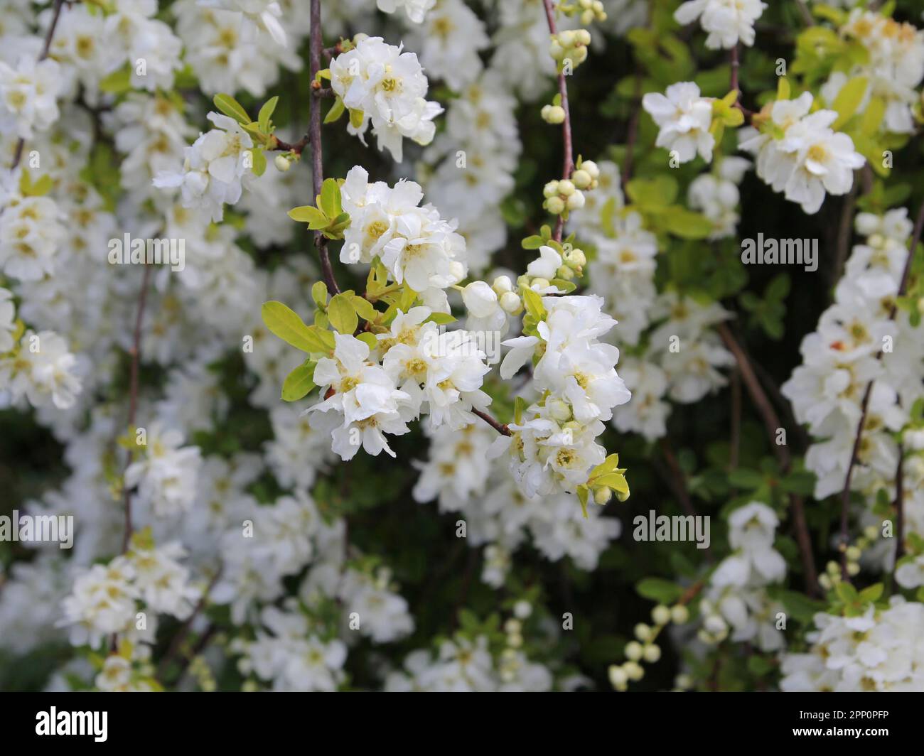 Exochorda x macrantha 'The Bride' in flower in Spring time Stock Photo