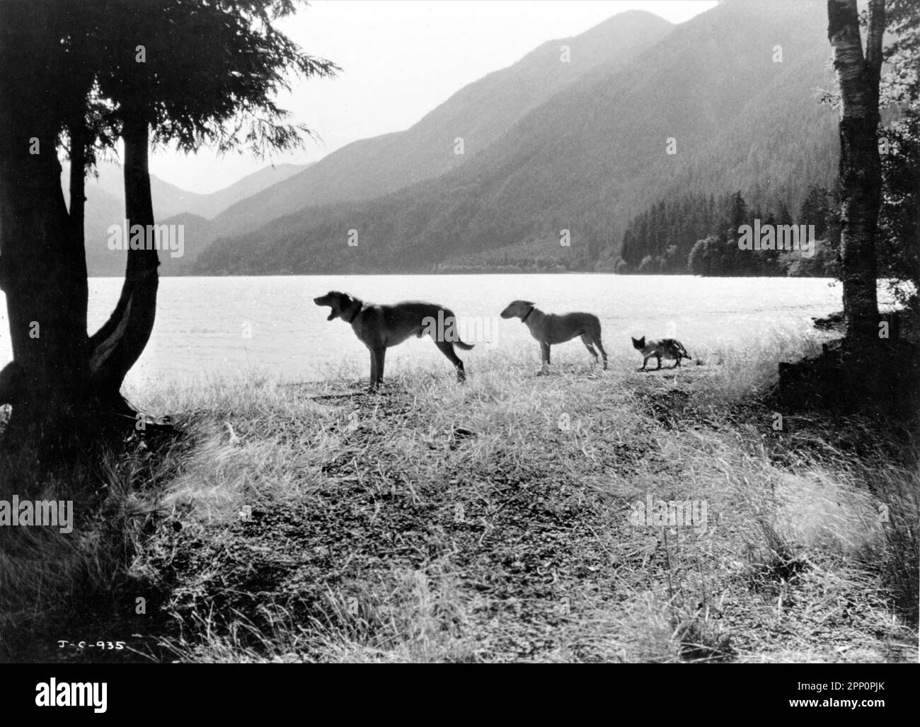 Luath the Labrador Retriever, Bodger the Bull Terrier and Tao the Siamese Cat in THE INCREDIBLE JOURNEY 1963 director FLETCHER MARKLE book Sheila Burnford screenplay / co-producer James Algar music Oliver Wallace producer Walt Disney Cangary / Walt Disney Productions Stock Photo