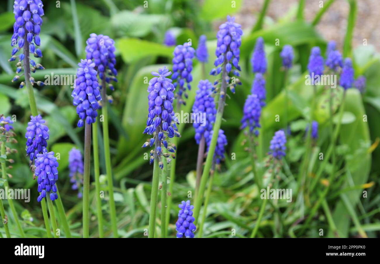 Blue Grape Hyacinth (Muscari) in flower in Spring Stock Photo - Alamy