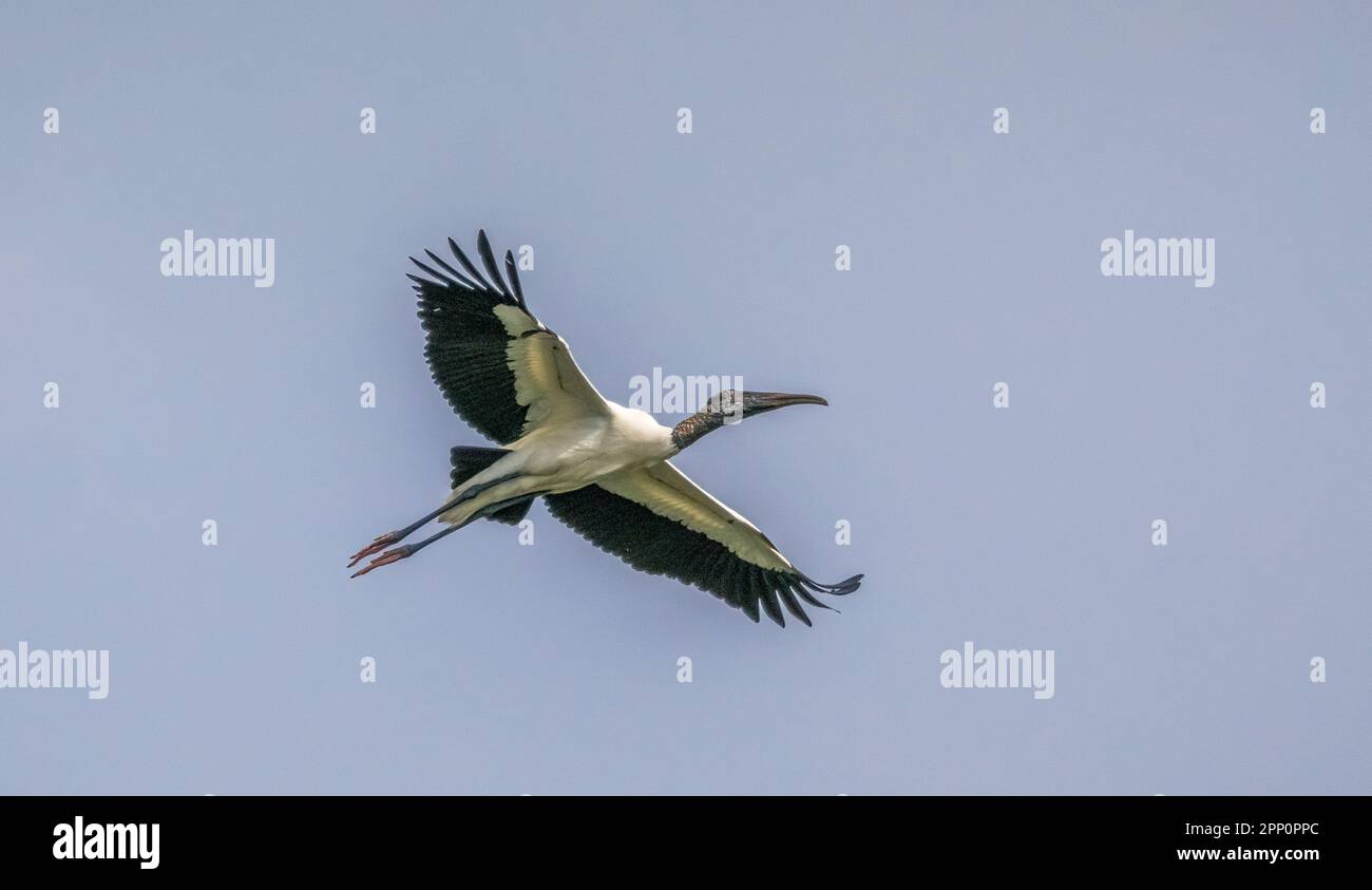 A single Wood Stork flying at Wakodahatchee Wetlands in Delray Beach Florida USA Stock Photo