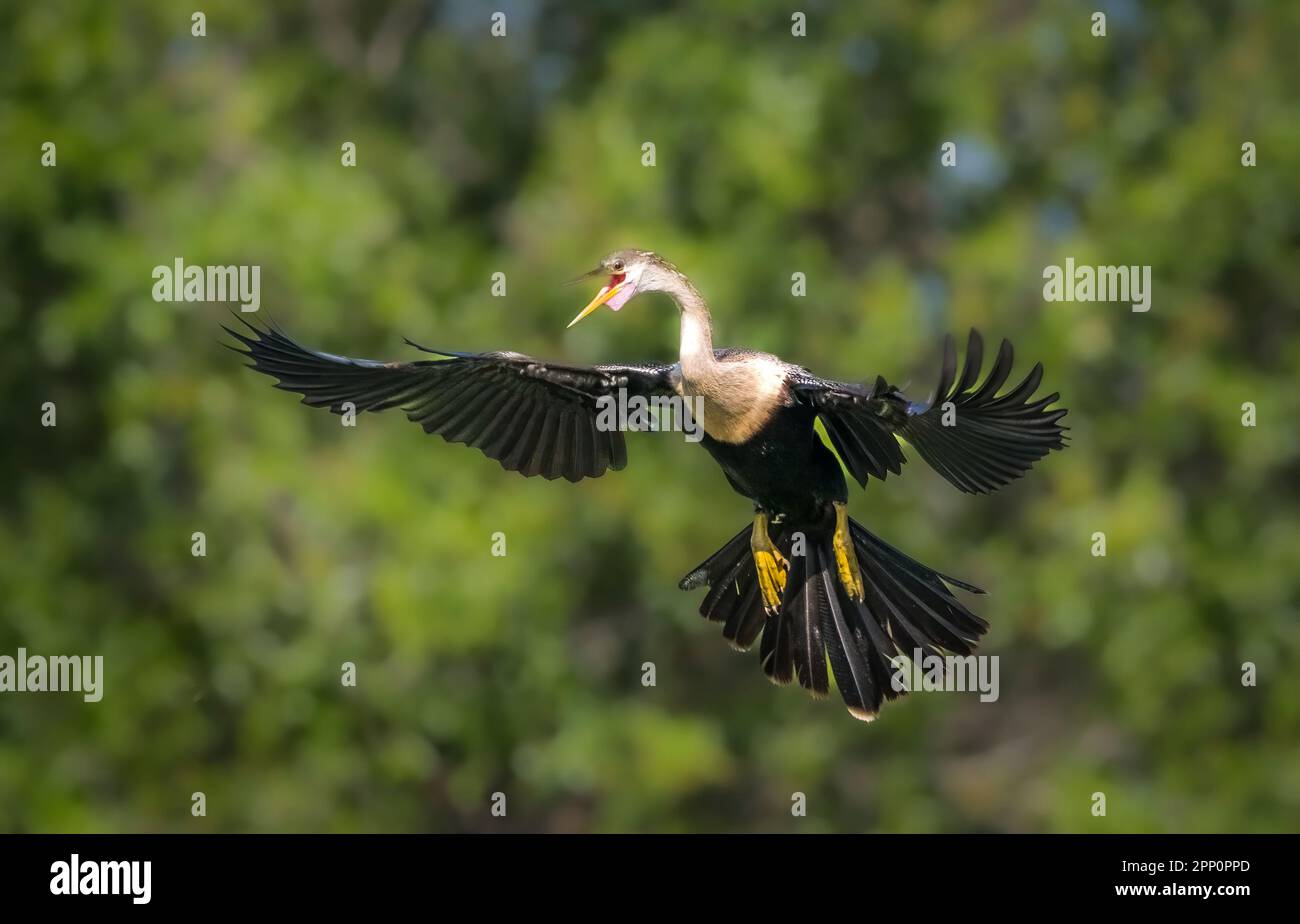 Female Anhinga with wings outsterched at the Venice Audubon Rookery in Venice Florida USA Stock Photo