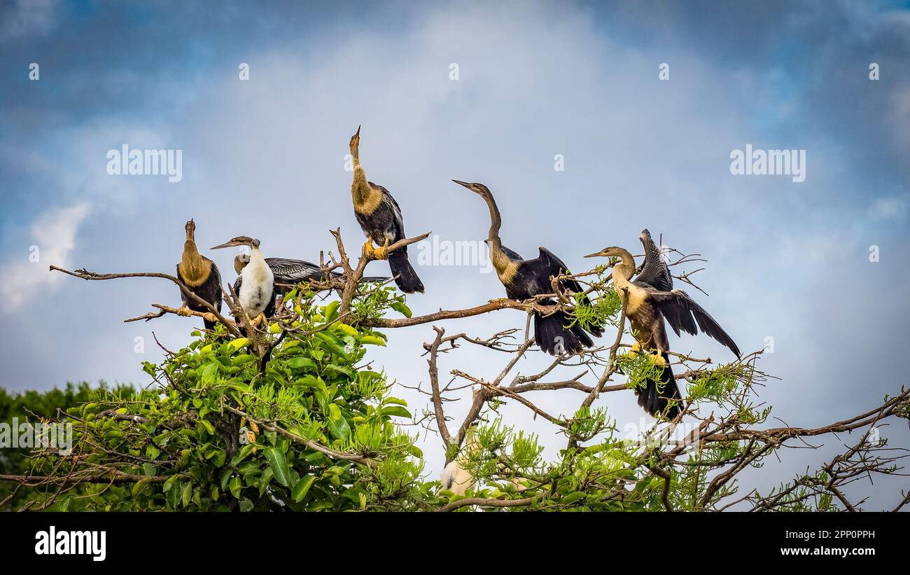 Female Anhingas in a tree at Wakodahatchee Wetlands in Delray Beach Florida USA Stock Photo