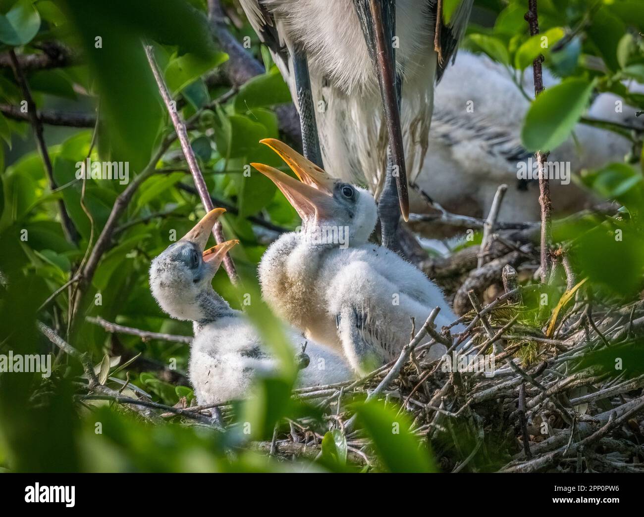 Young juvenile Wood Storks in a nest at Wakodahatchee Wetlands in Delray Beach Florida USA Stock Photo