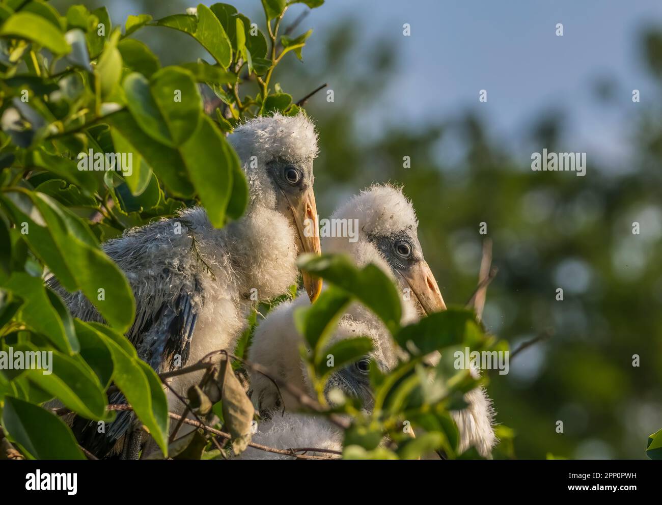Young juvenile Wood Storks at Wakodahatchee Wetlands in Delray Beach Florida USA Stock Photo