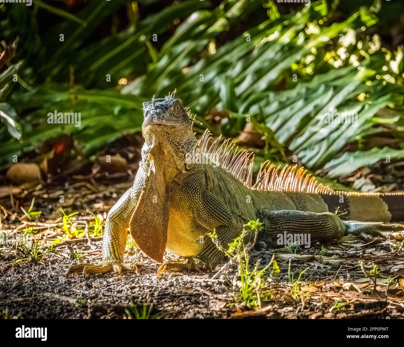 Iquana at Wakodahatchee Wetlands in Delray Beach Florida USA Stock Photo