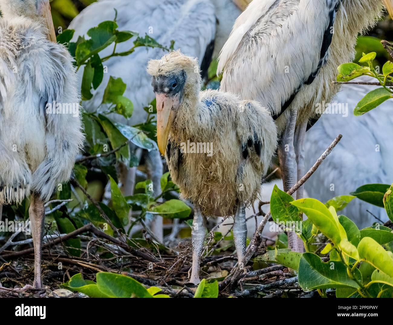 Young juvenile Wood Storks in a nest at Wakodahatchee Wetlands in Delray Beach Florida USA Stock Photo