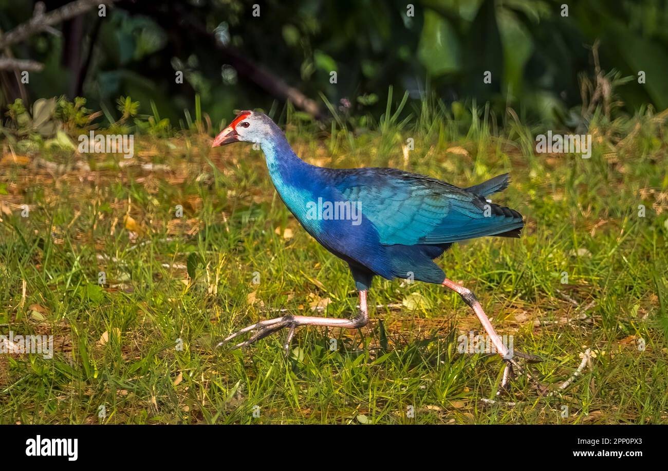 Purple Gallinule at Wakodahatchee Wetlands in Delray Beach Florida USA Stock Photo
