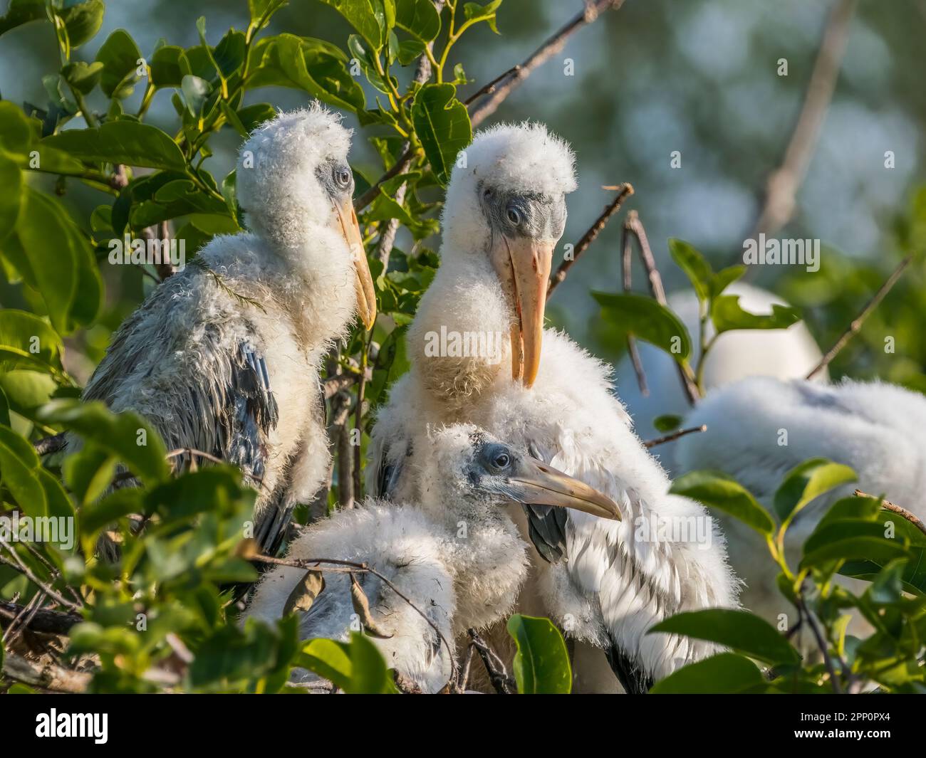Young juvenile Wood Storks at Wakodahatchee Wetlands in Delray Beach Florida USA Stock Photo