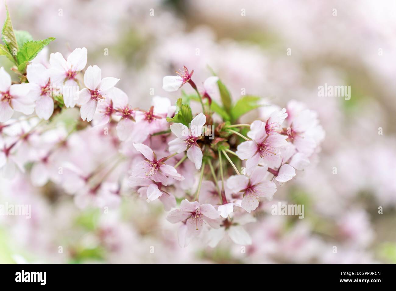 Shallow depth of field on a flowering branch of Japanese cherry or ...