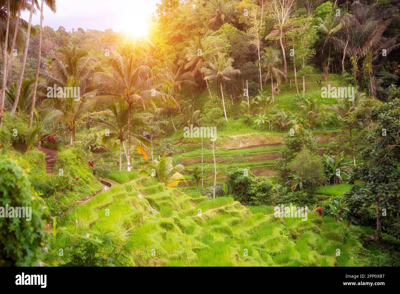 Lush rice fields on Bali island, Indonesia Stock Photo - Alamy