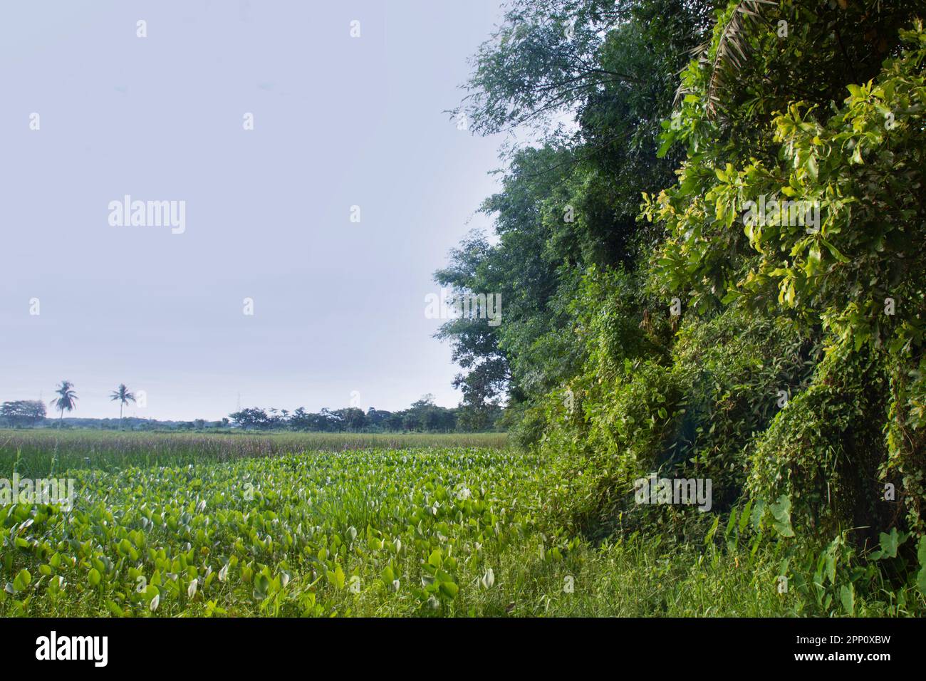 Morning scenery of a Bangladeshi village. grass on low land in chittagong. Stock Photo