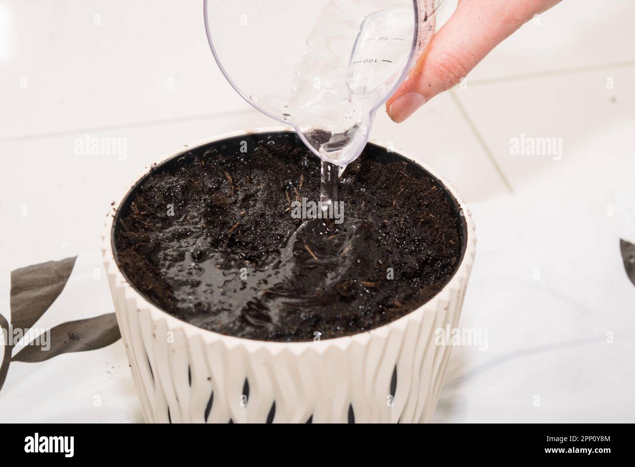 Freesia. The process of planting freesia flower bulbs in a white pot