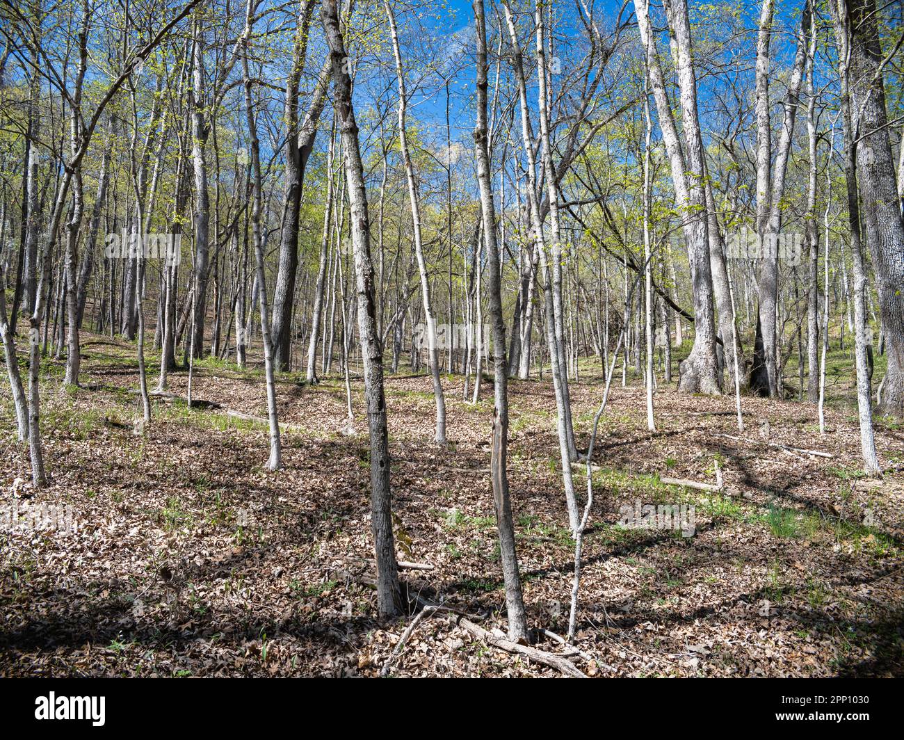 Hickory Ridge Trail at Powder Valley Conservation Nature Center Stock