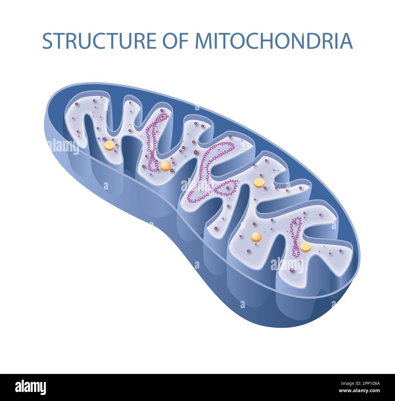 Components of a typical mitochondrion Stock Photo