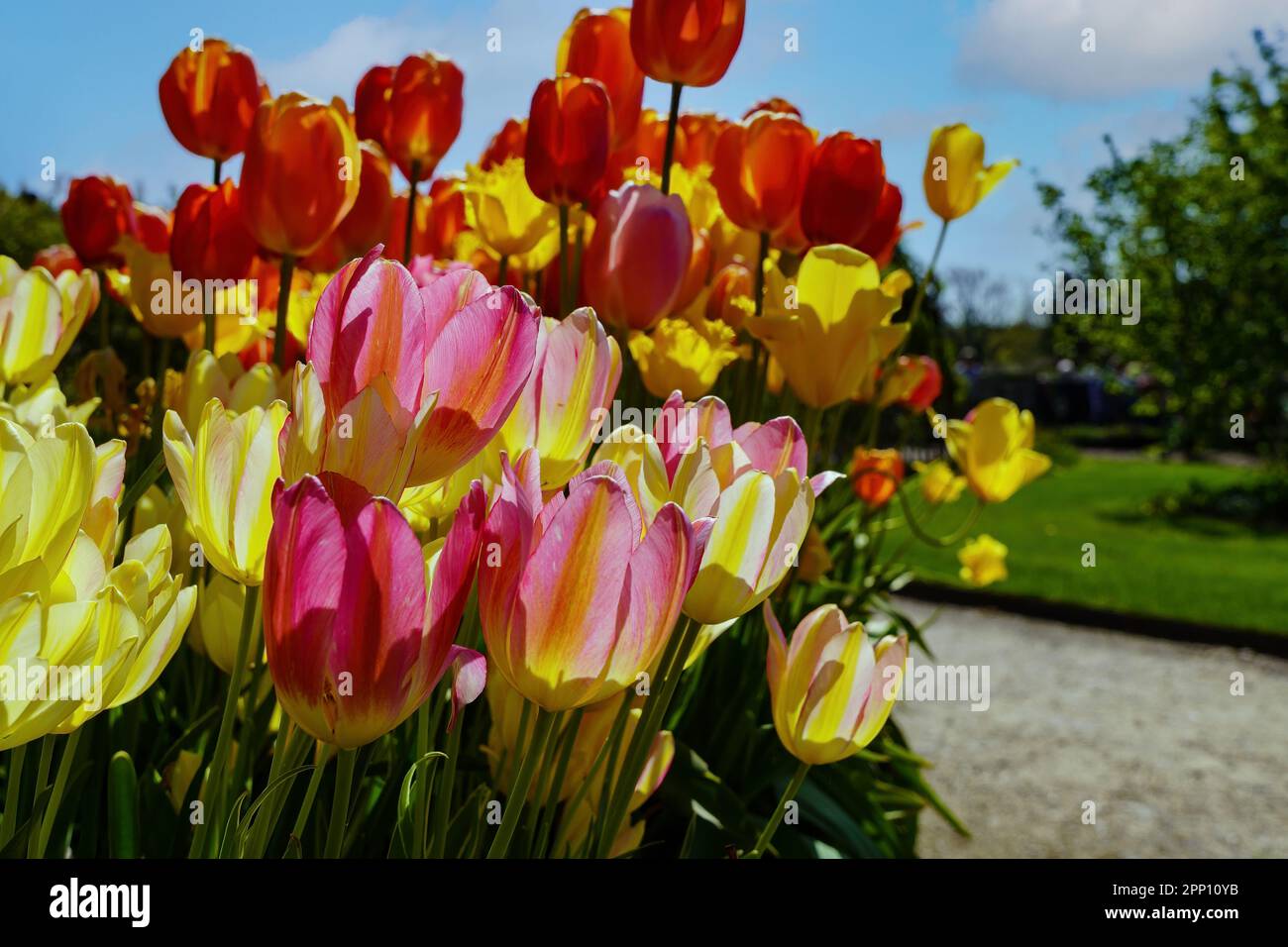Beautiful, vividly coloured tulips with intricately detailed petals are captured in perfect clarity, and the soft focus of the background adds to the Stock Photo
