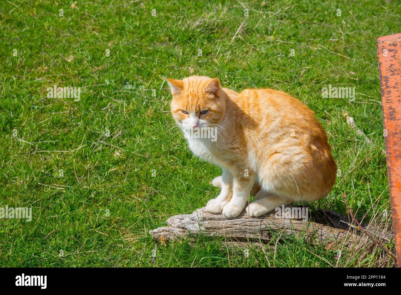 Tabby and white cat Stock Photo Alamy