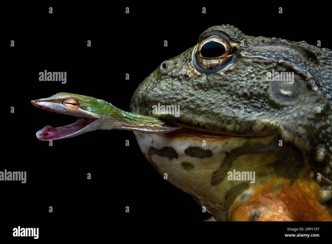 INCREDIBLE images taken from a garden in Indonesia show how an African