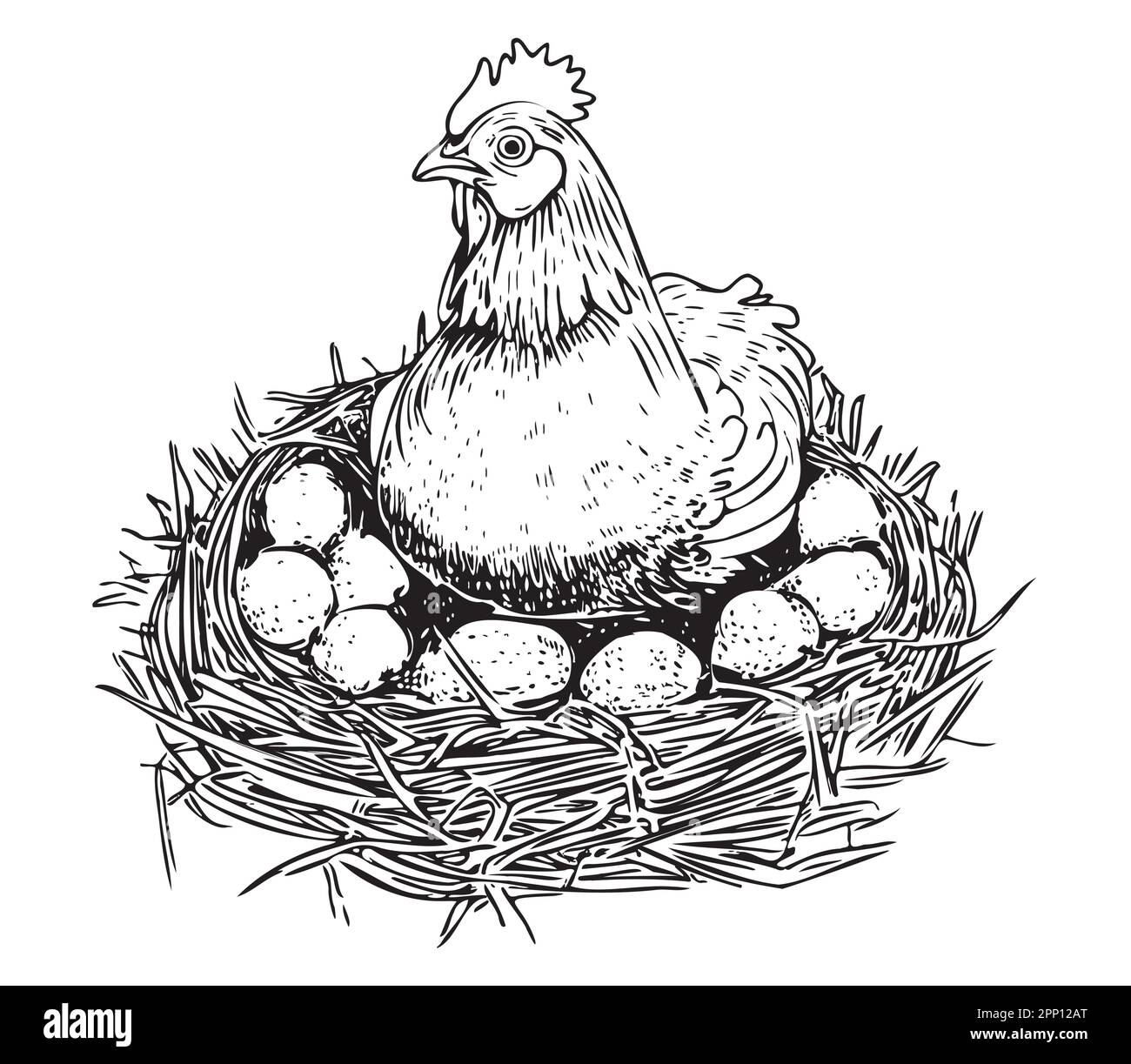Hen laying eggs in the nest with eggs hand drawn sketch illustration Stock Vector Image & Art
