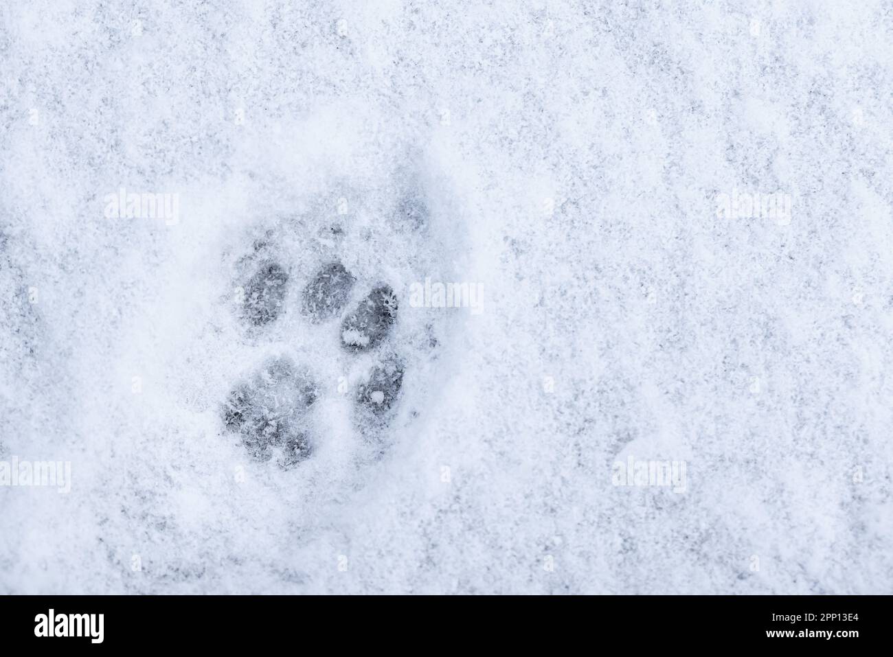 Cat footprint is in the snow, close-up photo, top view Stock Photo